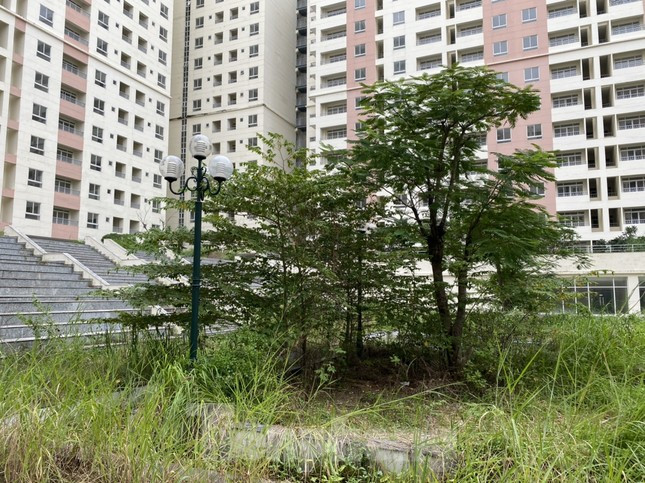 Cây cỏ mọc cao quá đầu người trong Khu tái định cư Bình Khánh.