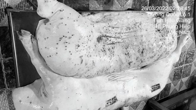 Hình ảnh được cho là thịt bẩn trà trộn vào hệ thống phân phối do chủ tài khoản đăng tải trên mạng xã hội.