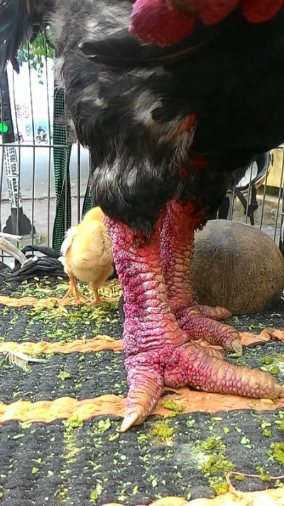 Gà Đông Tảo dỏm được hét giá 6 triệu đồng/cặp ảnh 1