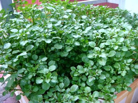 Lợi ích dinh dưỡng bất ngờ của rau cải xoong ảnh 1