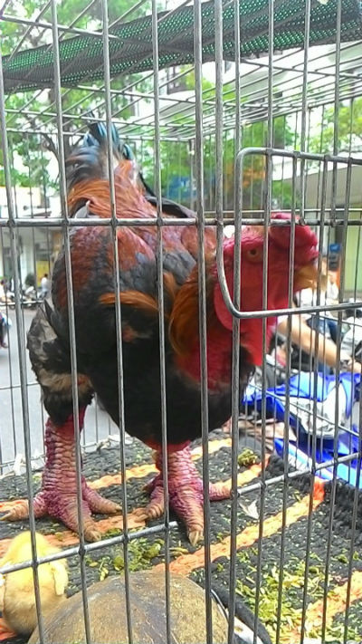 Gà Đông Tảo dỏm được hét giá 6 triệu đồng/cặp ảnh 2
