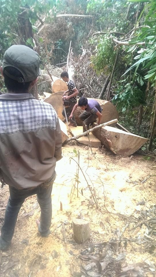 Lâm tặc chụp ảnh 'tự sướng' và rao bán gỗ lậu trên Facebook ảnh 2