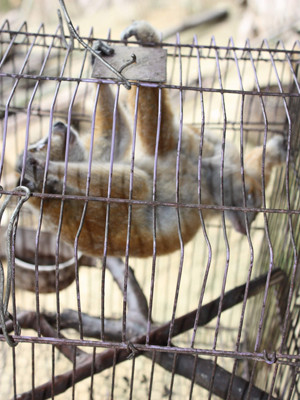 Một con khỉ con của một thợ săn xã Xuân Lạc