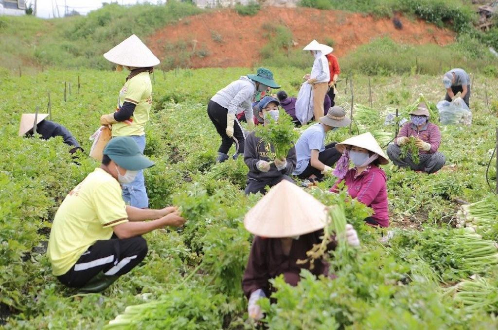 Hành trình đưa gần 1.000 tấn thực phẩm rau, củ, quả từ TP. Đà Lạt của Ban Trị sự GHPGVN TP. Đà Lạt và câu lạc bộ thiện nguyện Tâm Như, đến với tận tay người dân gặp khó khăn ở TP. HCM nói riêng và các tỉnh thành phố tại phía Nam quả là không dễ dàng.