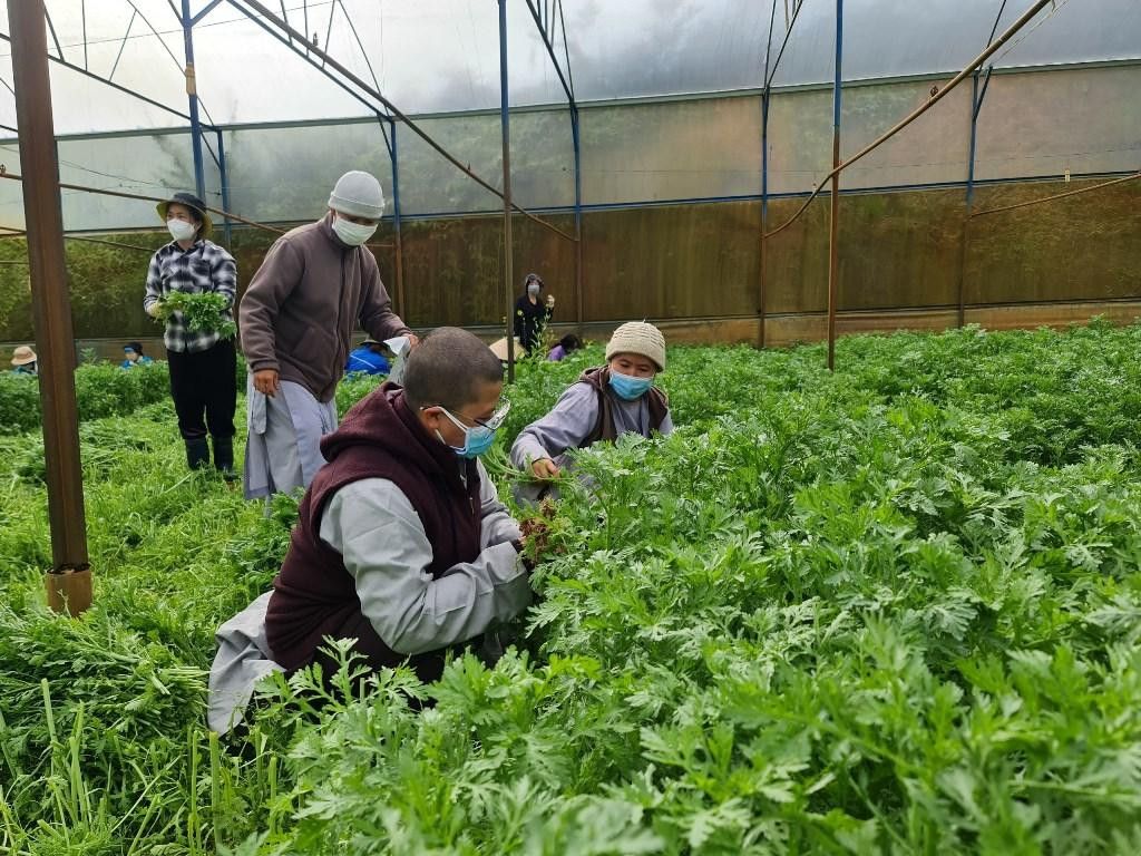 Theo Ni sư Hạnh Nhẫn - Trưởng Ban Từ thiện CLB Tâm Như cho biết, từ những ngày đầu tháng 7, trước tình hình dịch COVID-19 hoành hoành khốc liệt tại TP. HCM và một số tỉnh thành phía Nam. Nhiều Đại đức, tăng ni ở TP. Đà Lạt đã phát tâm nỗ lực vận động Phật tử đóng góp, vừa xắn tay áo xuống vườn thu hoạch, bốc vác rau, chất lên xe chở đi cứu trợ người dân gặp khó khăn ở vùng dịch.