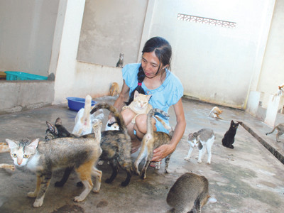 Quấn quýt giữa bầy mèo