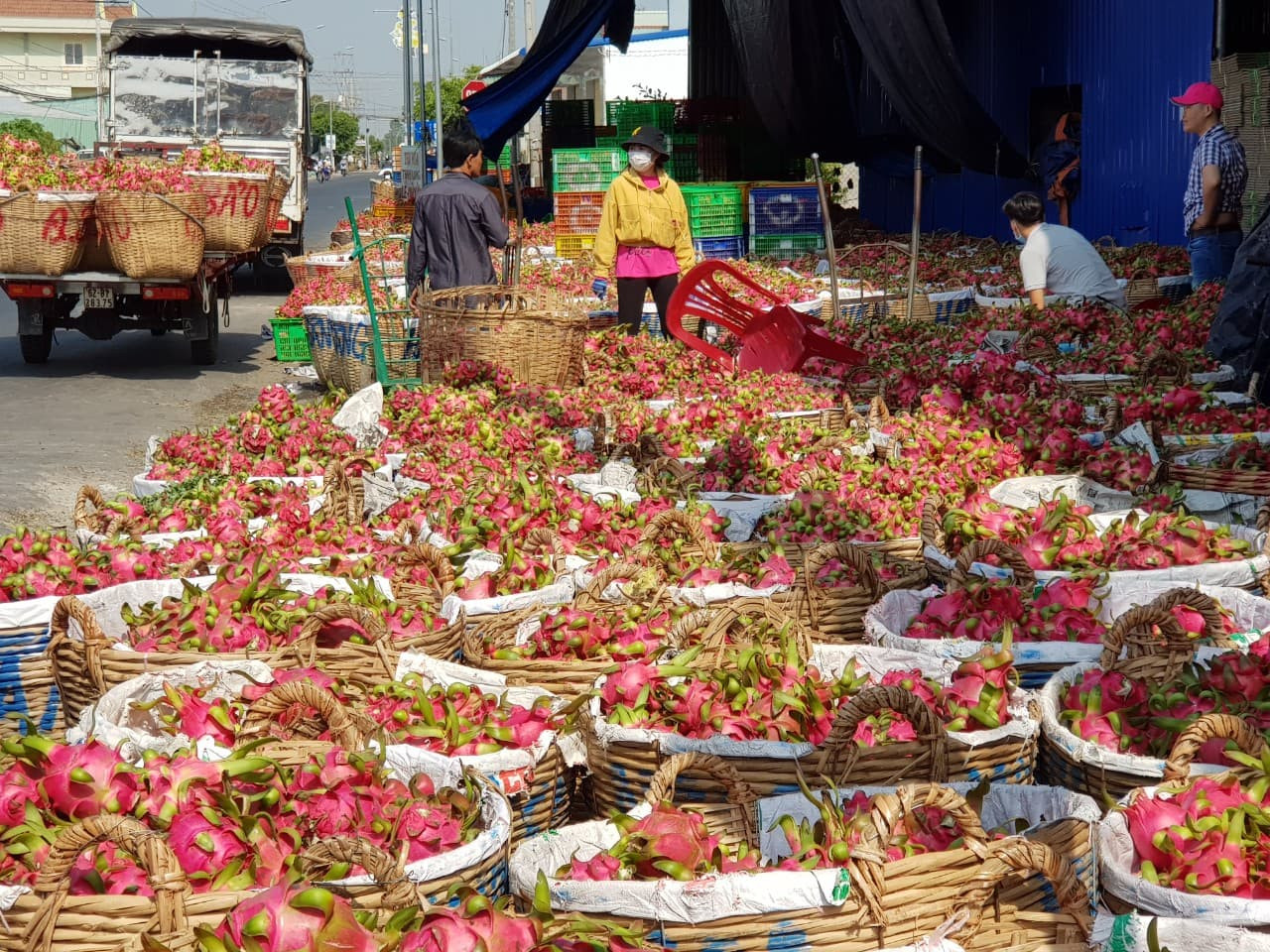 Thanh long rớt giá thảm, người trồng, nhà kho lao đao ảnh 2