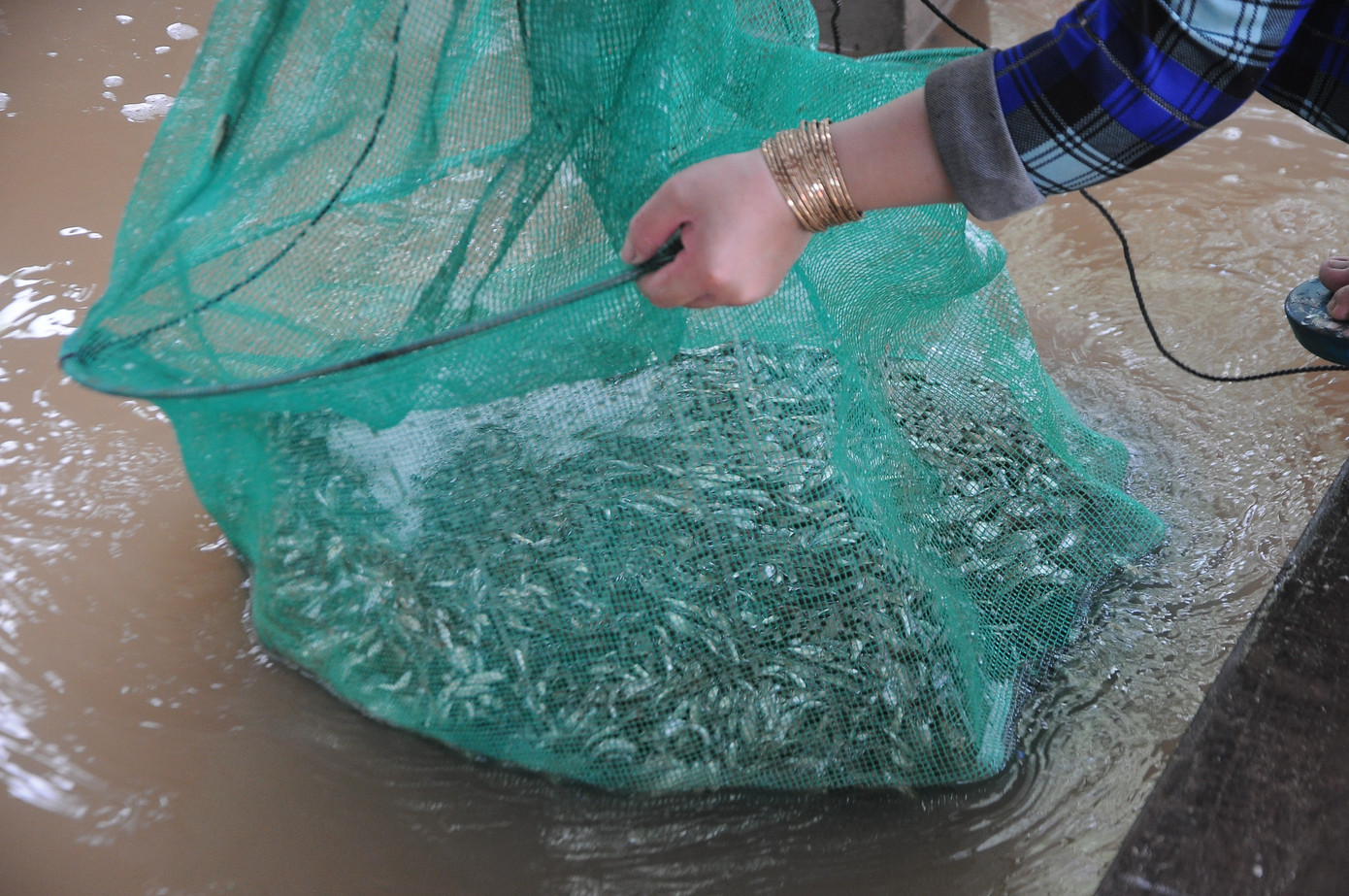 Mưu sinh mùa nước nổi miền Tây ảnh 11