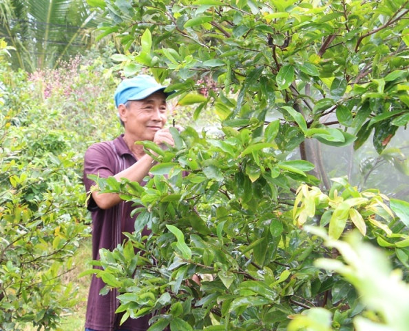 17.000 chậu mai vàng Hậu Giang phục vụ Tết ảnh 3
