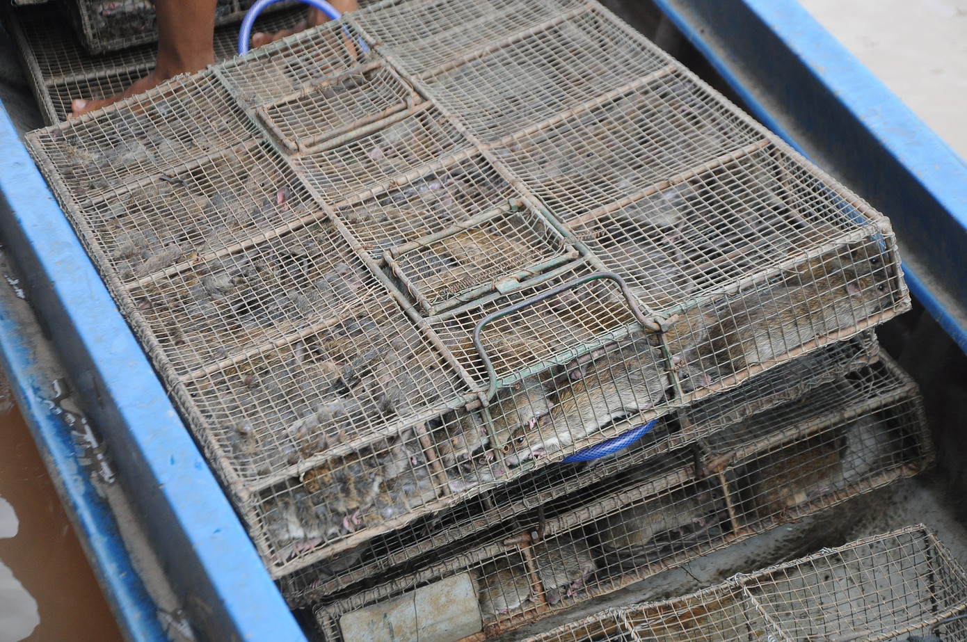 Mưu sinh mùa nước nổi miền Tây ảnh 20