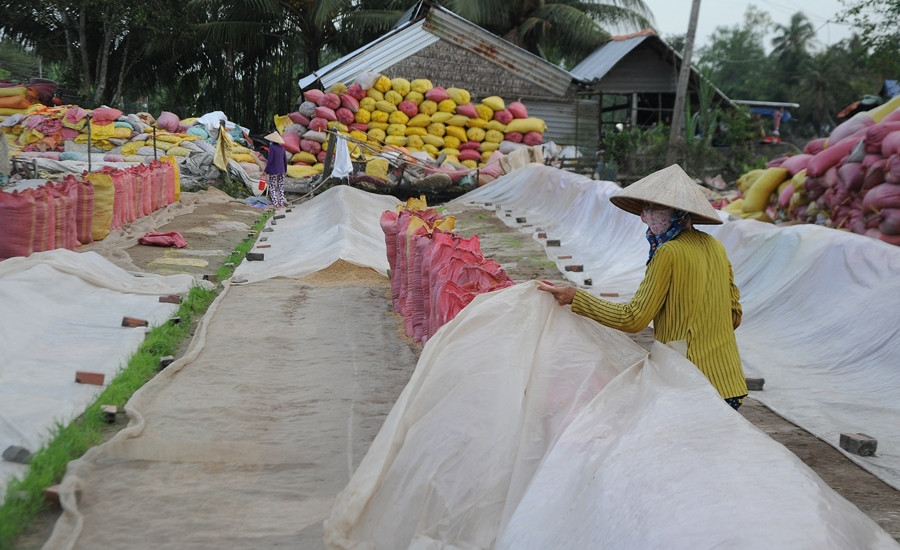 Đề nghị kiểm tra, hủy toàn bộ tờ khai xuất khẩu gạo lúc 0 giờ ảnh 2