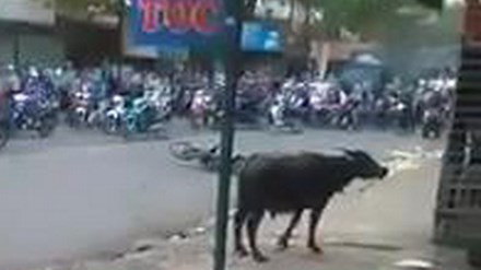 Video 'hot': Thanh niên câu được lươn 'khủng' dài 70 cm ở Tiền Giang ảnh 3