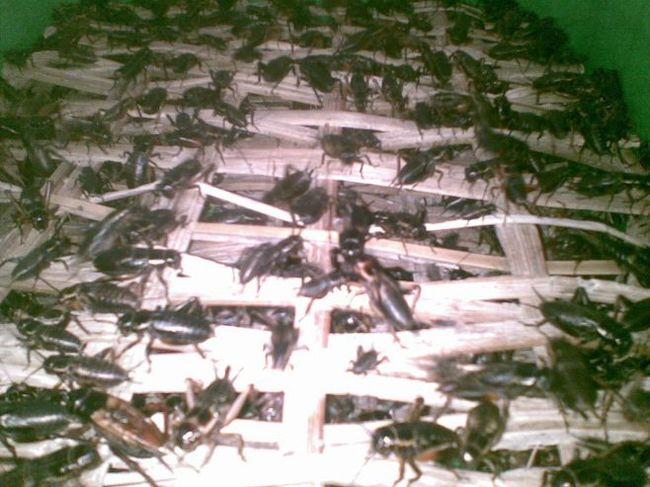 Dế là món ăn ưa thích của gà Đông Tảo.