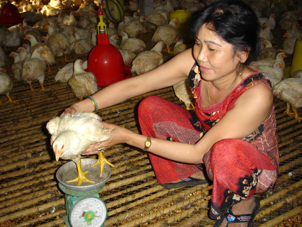 Không nên cứ thấy đắt thì nuôi, rẻ thì bỏ. Ảnh: Đại Dương