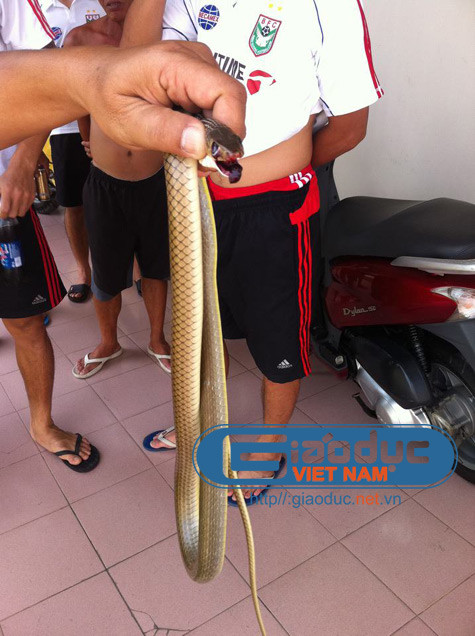 Con rắn bị Huỳnh Phú 