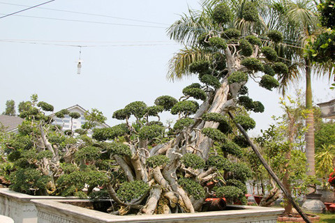 Vườn kiểng độc, chủ nhân, cặp khế, 7 tỷ đồng