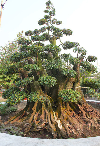 Vườn kiểng độc, chủ nhân, cặp khế, 7 tỷ đồng