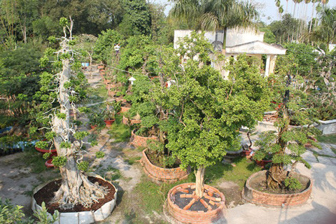 Vườn kiểng độc, chủ nhân, cặp khế, 7 tỷ đồng