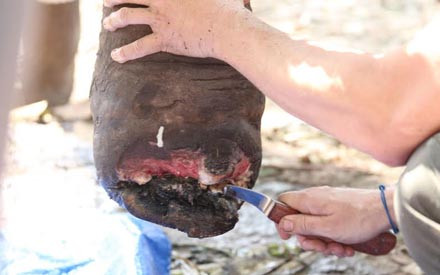 Bắn thuốc mê, giải cứu voi rừng dính bẫy ảnh 1