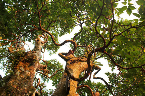 Vườn kiểng độc, chủ nhân, cặp khế, 7 tỷ đồng