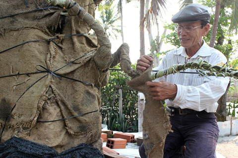 Vườn kiểng độc, chủ nhân, cặp khế, 7 tỷ đồng