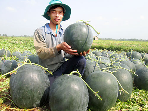 Người dân bắt đầu quay lưng với dưa hấu “khủng” vì chúng không thể ăn được sau khi chưng