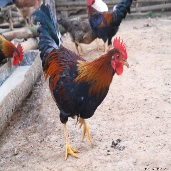 Gà nhiều cựa được nuôi thả tự nhiên ở vùng núi Xuân Sơn