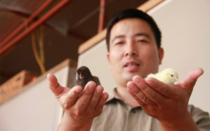 Anh Nguyễn Đức Lập thu lãi gần tỷ đồng mỗi năm nhờ mô hình trang trại gà Ai Cập.