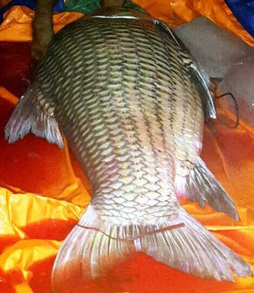 cá-khủng, cá-hô, cá-tra-dầu, cá-huyết-rồng, thủy-quái, Mê-kông, miền-Tây, nhà-hàng, Sài-Gòn,