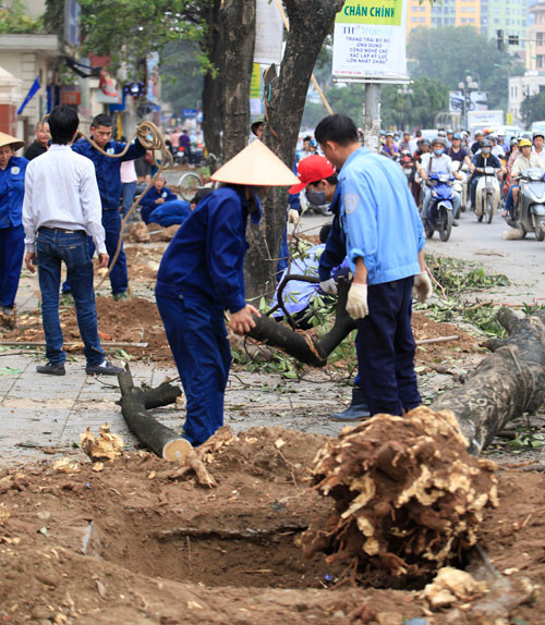 Thiếu cây xanh nguy hiểm thế nào đến sức khỏe? - 2