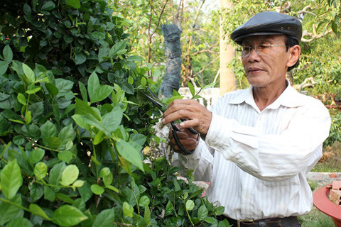 Vườn kiểng độc, chủ nhân, cặp khế, 7 tỷ đồng