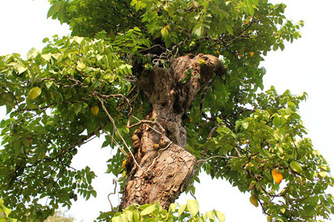 Vườn kiểng độc, chủ nhân, cặp khế, 7 tỷ đồng