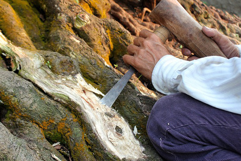 Vườn kiểng độc, chủ nhân, cặp khế, 7 tỷ đồng