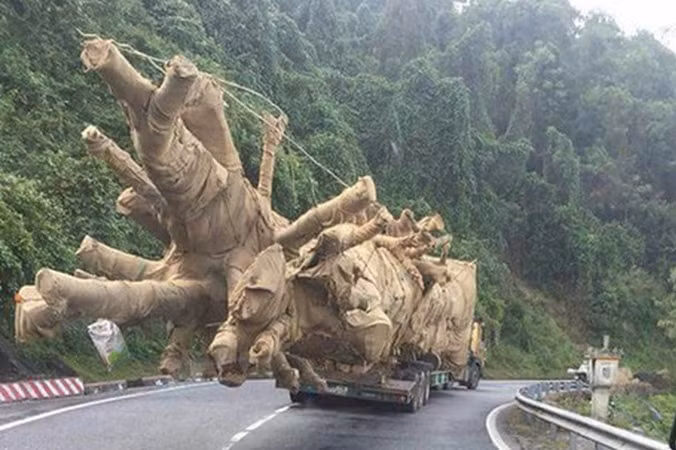Xe chở cây 'khủng' lọt qua nhiều tỉnh thành bị bắt tại Huế ảnh 5