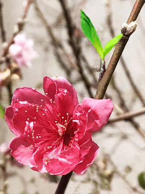 Vua đào Nhật Tân trên cao nguyên ảnh 1