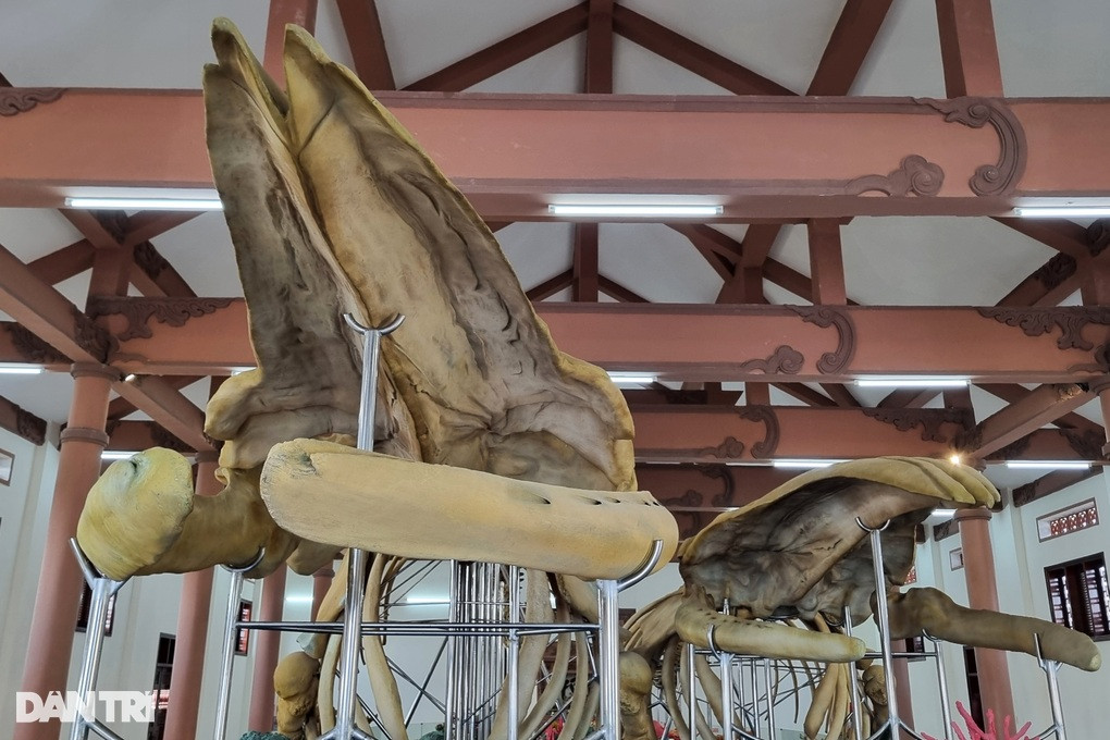 Phần xương đầu khổng lồ của cá voi (Ảnh: Quốc Triều).