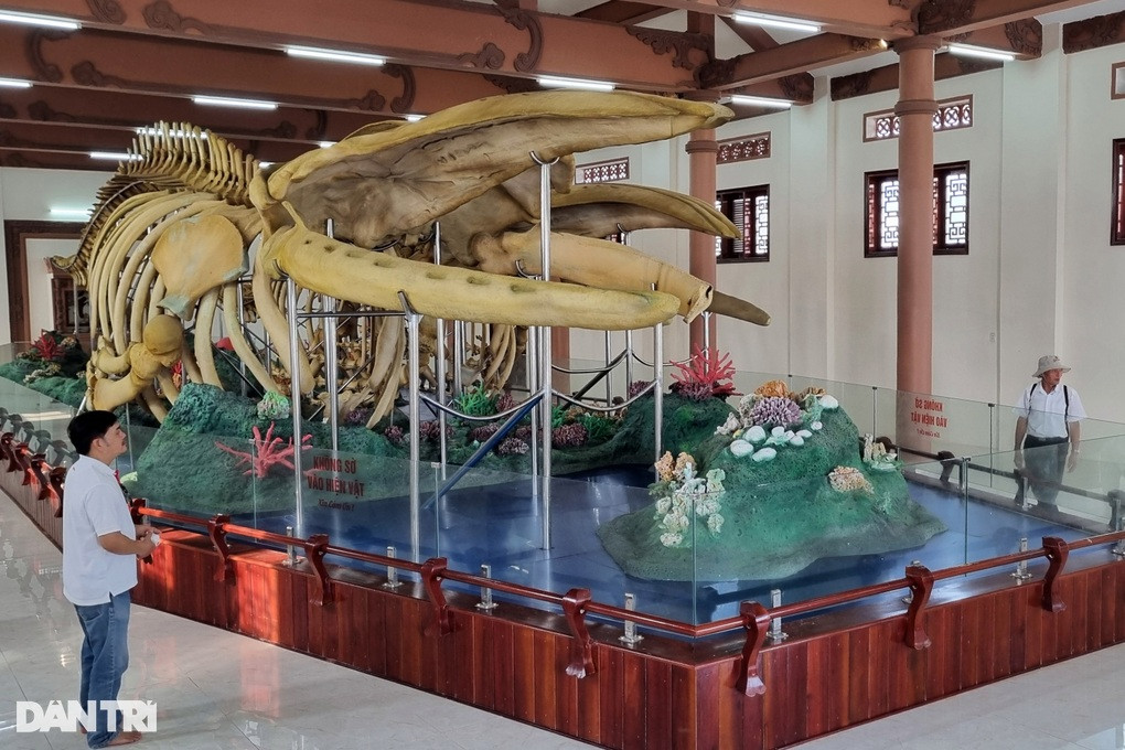 Hai bộ xương cá voi lớn nhất Việt Nam được trưng bày tại Lăng Tân, huyện đảo Lý Sơn (Ảnh: Quốc Triều).