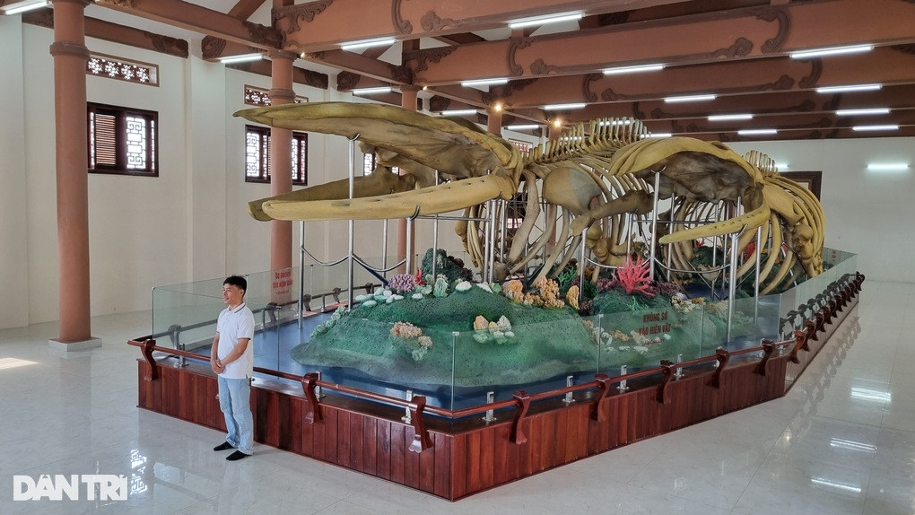 Du khách ấn tượng với 2 bộ xương cá voi khổng lồ được phục dựng nguyên vẹn (Ảnh: Quốc Triều).