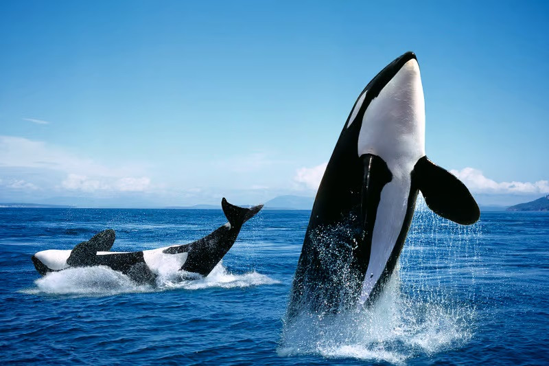 Cá voi sát thủ đã được phát hiện đang làm và sử dụng các công cụ chải chuốt. (Ảnh: Trung tâm nghiên cứu cá voi)