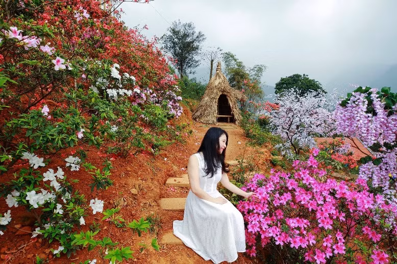 Lên Tây Thiên ngắm đỗ quyên ảnh 4