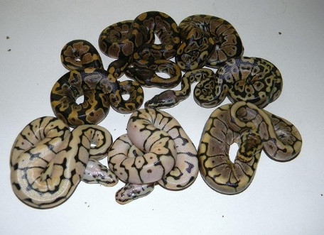 Người đàn ông chết bí ẩn cùng 70 con rắn trong nhà ảnh 1