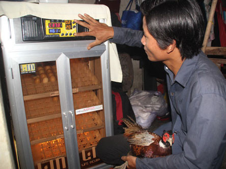 Anh Thiệp đầu tư máy ấp trứng cho hiệu quả cao. Ảnh: Hoàng Sơn 
