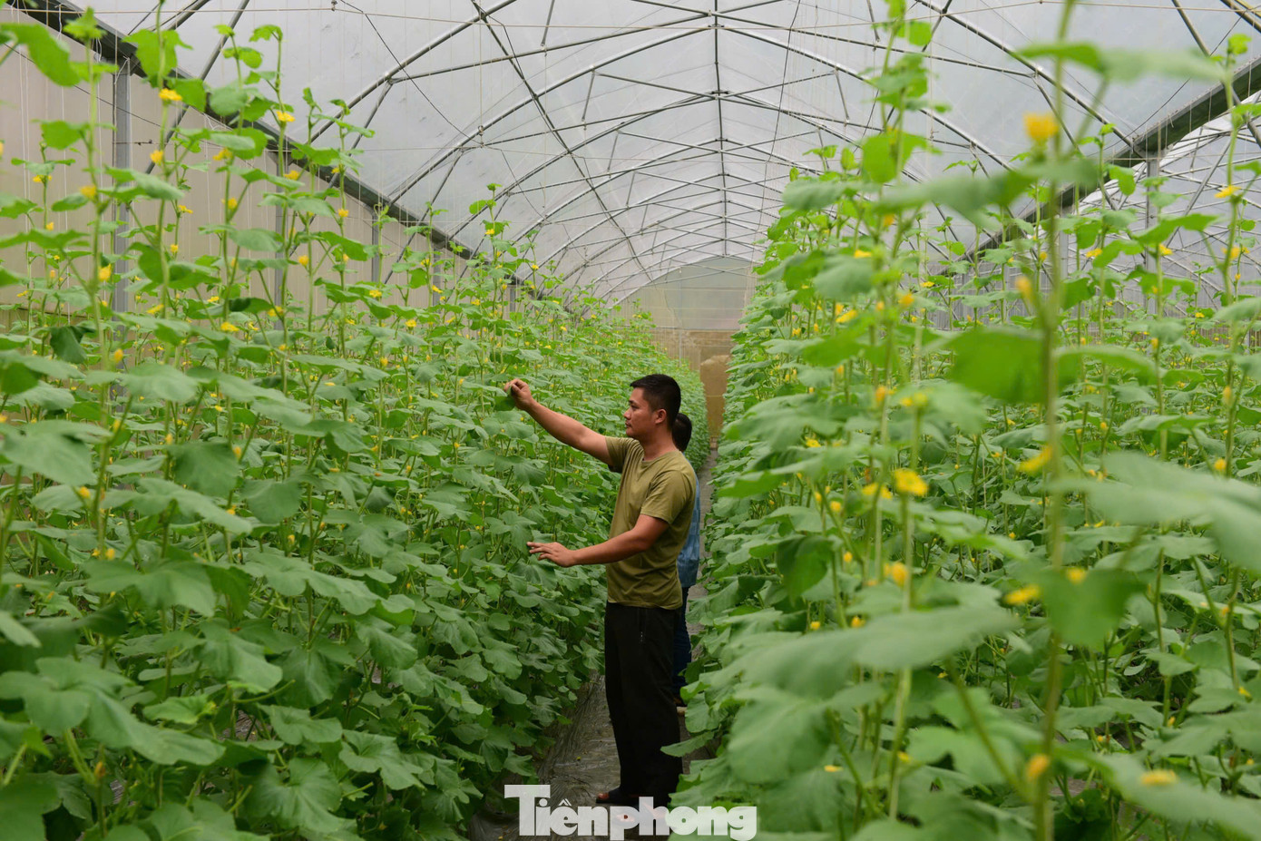 Nguyễn Việt Lâm kiểm tra chất lượng dưa lưới. Nguyễn Việt Lâm kiểm tra chất lượng dưa lưới.