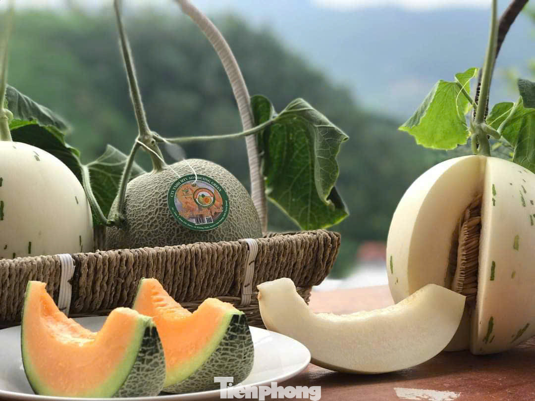 Sản phẩm dưa Đức Dương Farm. Sản phẩm dưa Đức Dương Farm.