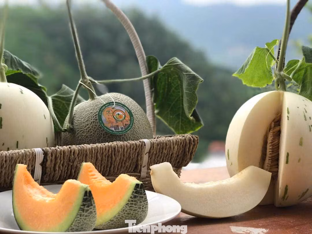 Sản phẩm dưa Đức Dương Farm.
