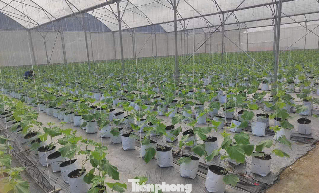 Dưa được trồng trong nhà màng, được tự động hóa theo công nghệ hiện đại với quạt mát, phun sương tưới ẩm. Dưa được trồng trong nhà màng, được tự động hóa theo công nghệ hiện đại với quạt mát, phun sương tưới ẩm.