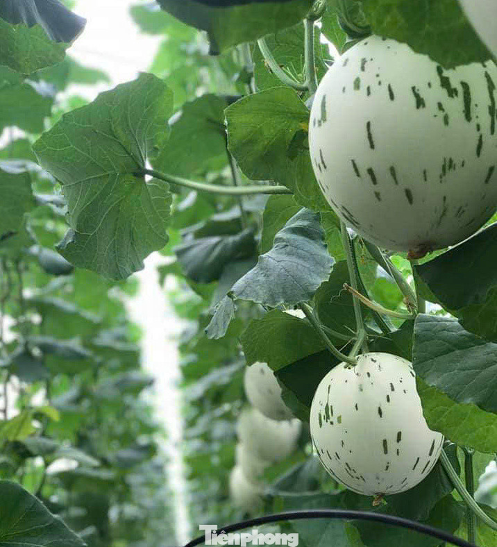 Sản phẩm dưa Đức Dương Farm. Sản phẩm dưa Đức Dương Farm.