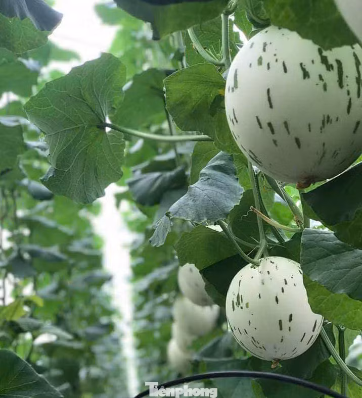 Sản phẩm dưa Đức Dương Farm.