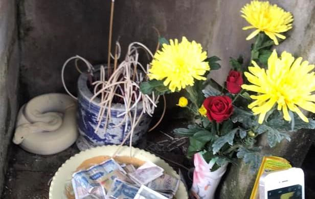 Con trăn màu trắng xuất hiện ở đình làng Thủ Dương là do người dân thả từ trước Con trăn màu trắng xuất hiện ở đình làng Thủ Dương là do người dân thả từ trước