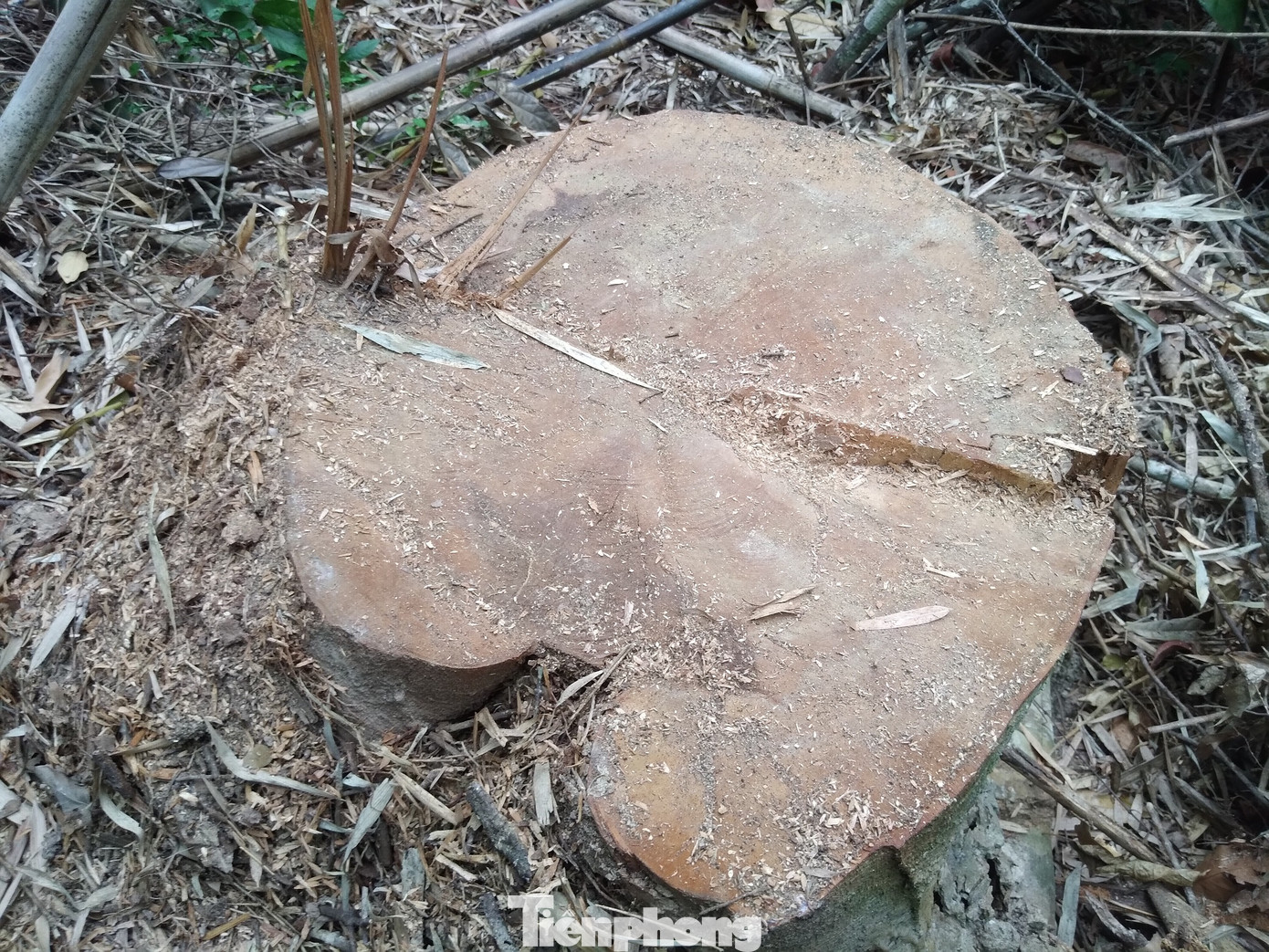 Hiện trường vụ chặt hạ gỗ táu rừng đặc dụng Tây Yên Tử ở xã An Lạc (huyện Sơn Động, Bắc Giang). Ảnh: Nguyễn Thắng.